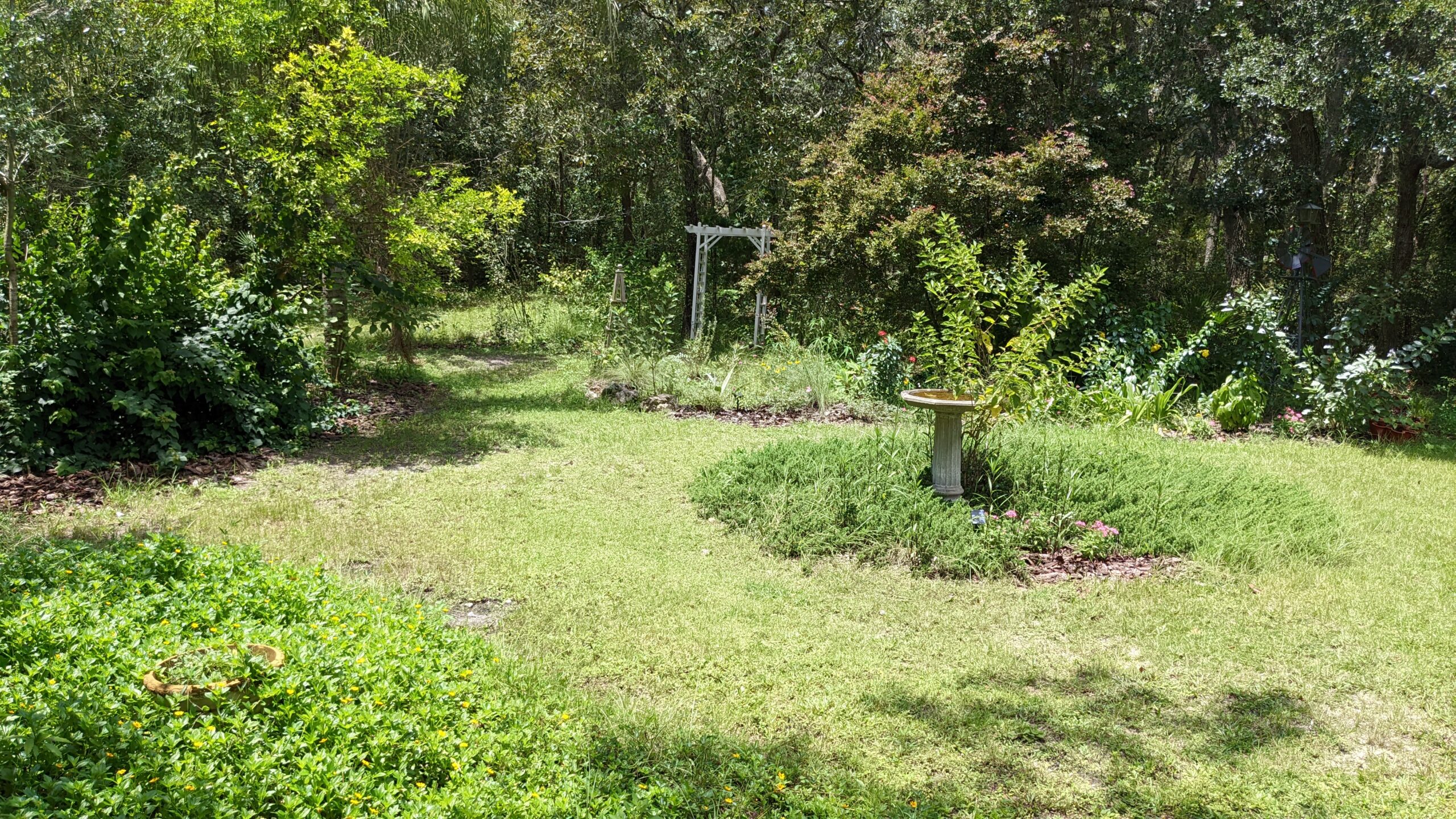 backyard bird bath, juniper, loropetalum, bougainvillea