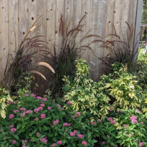 purple fountain grass, variegated schefflera, pink penta border