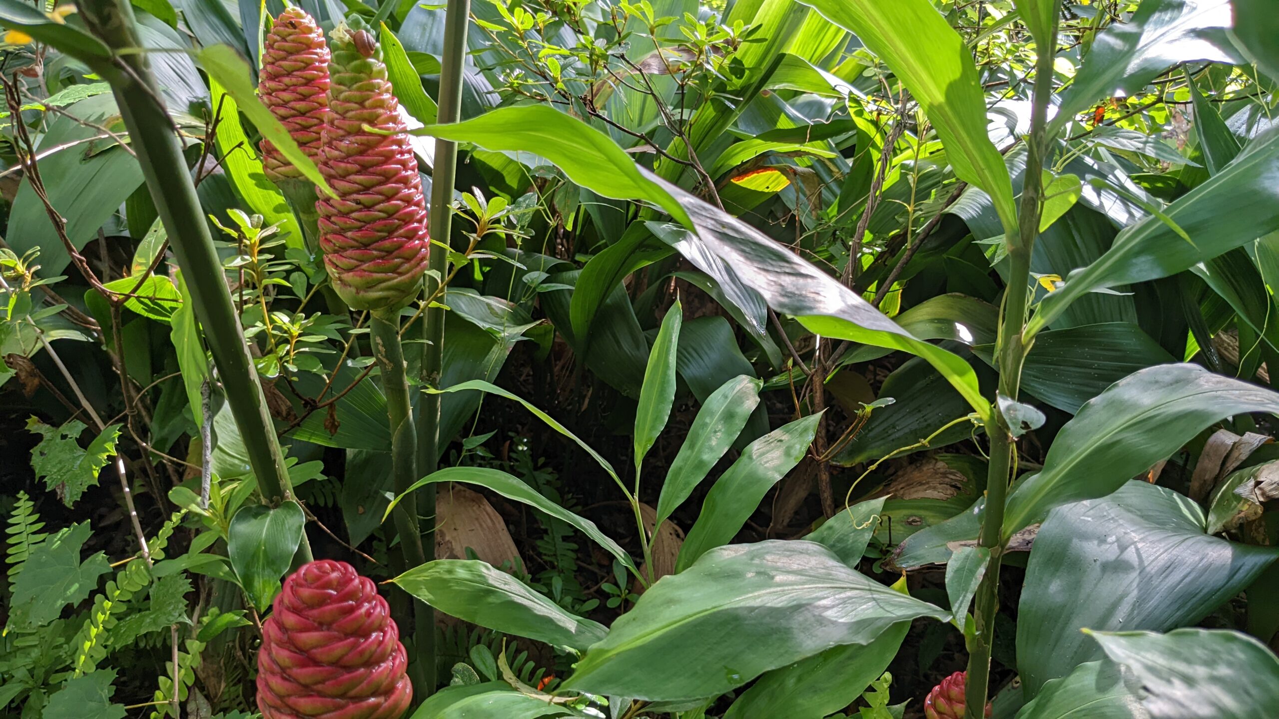 pinecone ginger patch