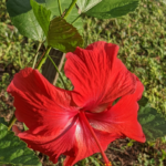 old fashioned hibiscus