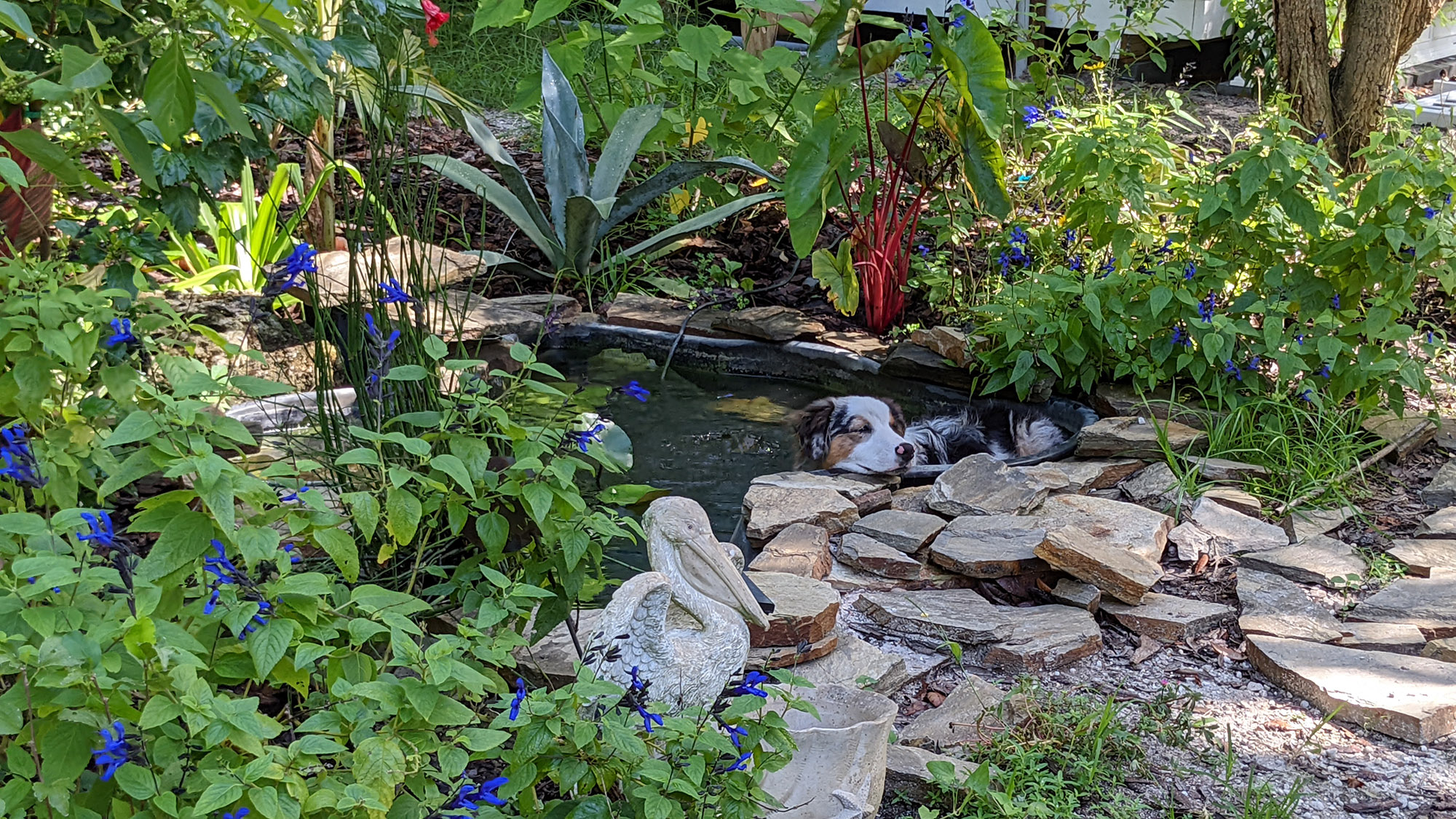 after pond and plants installed