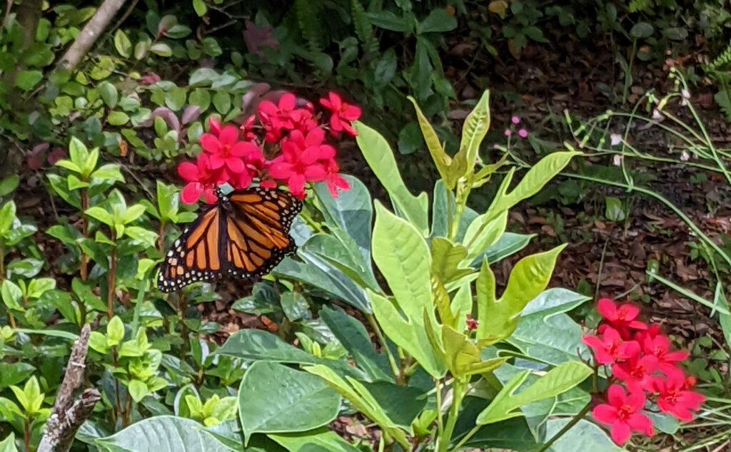 monarch butterfly on jathropa
