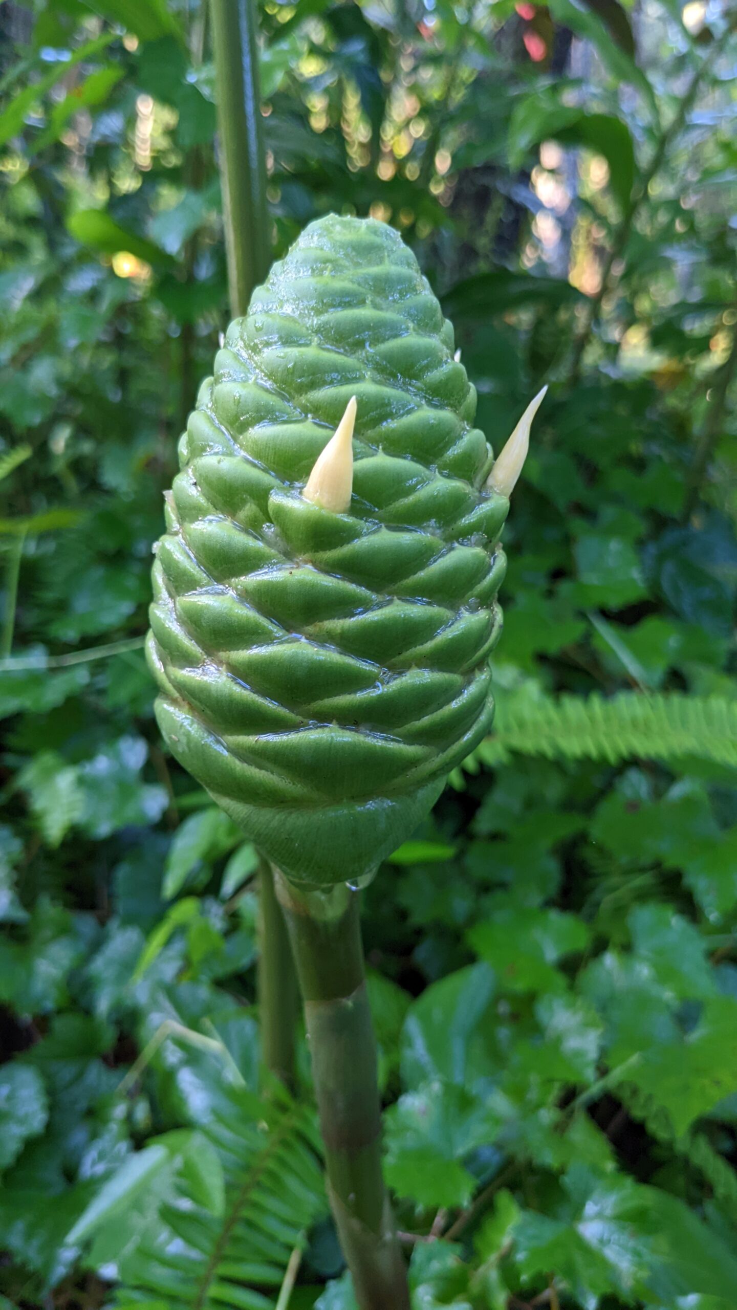 green pinecone ginger