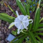 texas spider lily