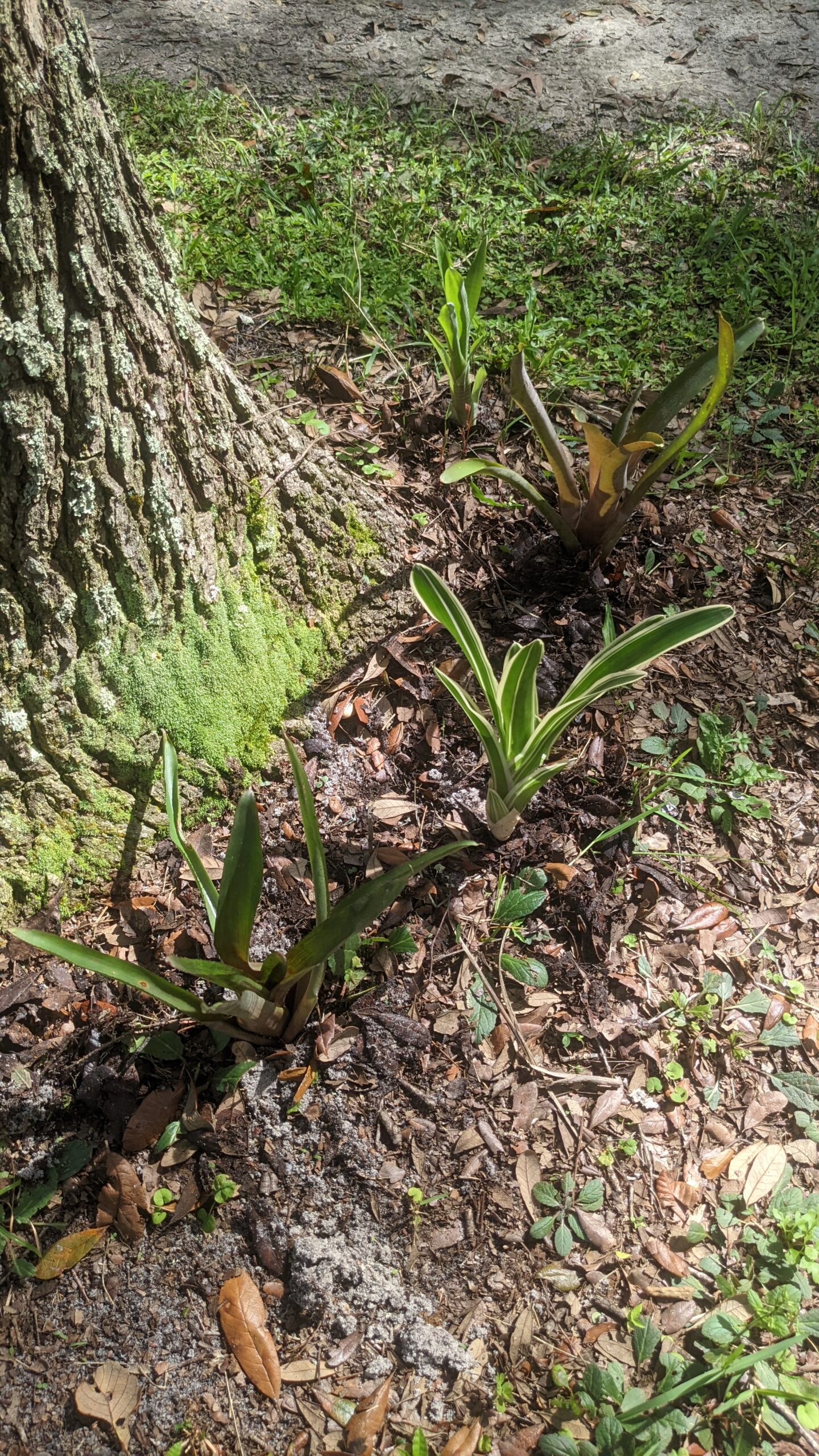 bromeliads under an oak tree