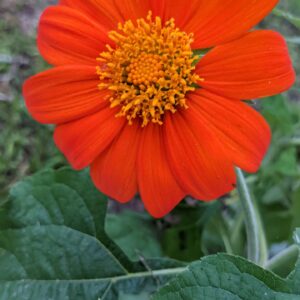 mexican sunflower tithonia