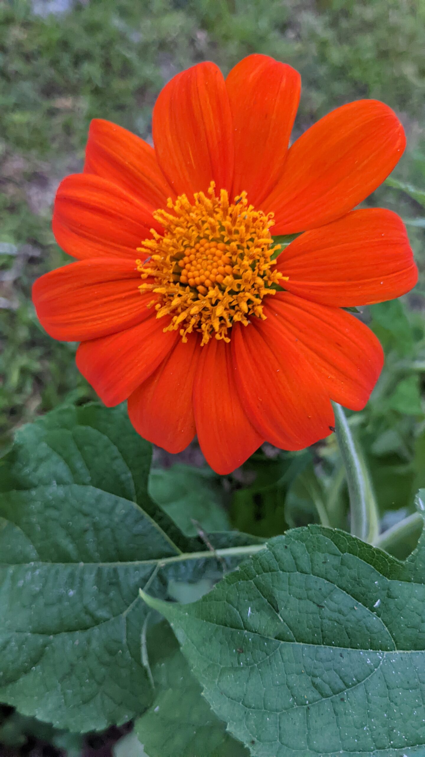 mexican sunflower tithonia