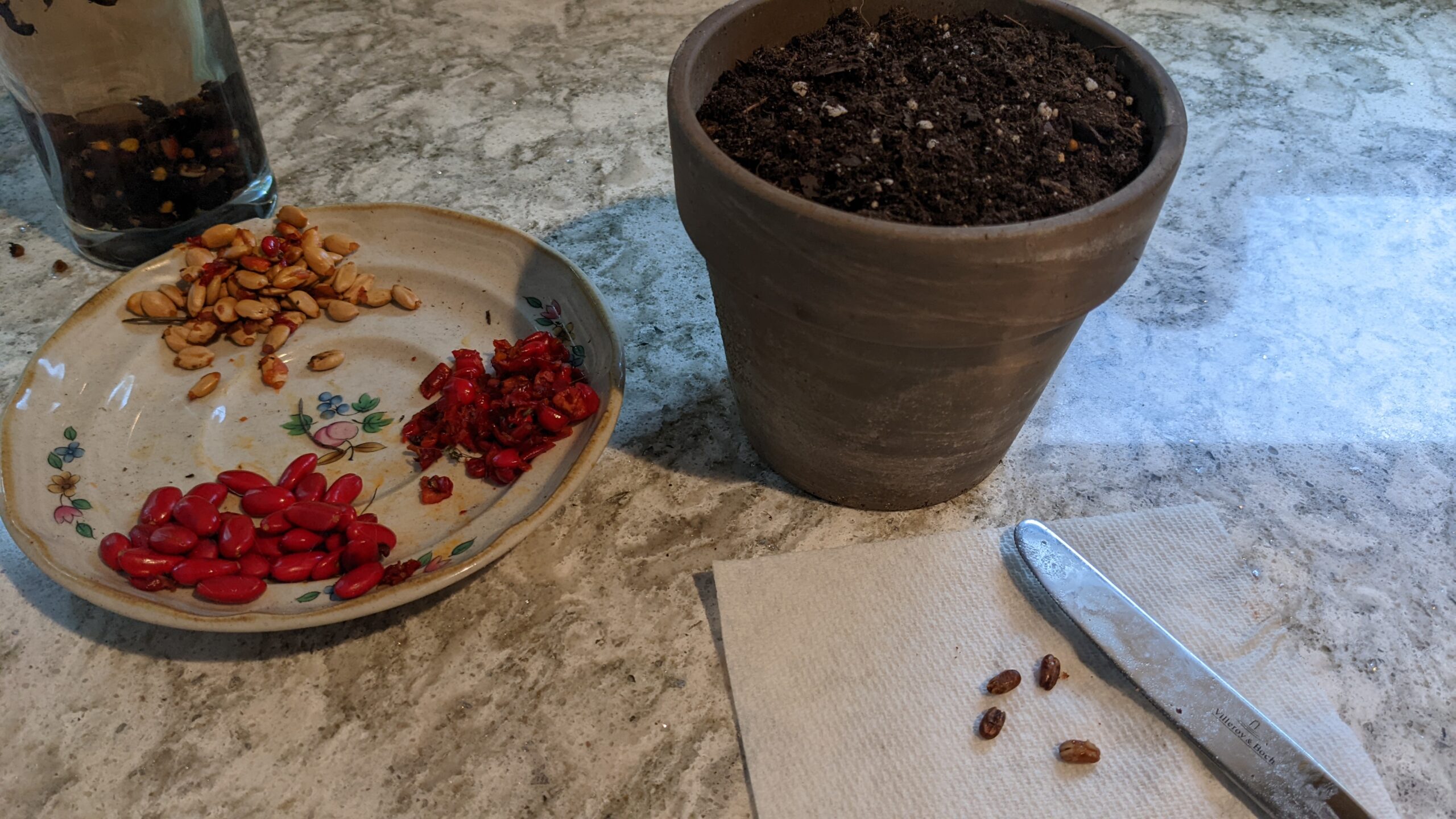 magnolia and pygmy date palm seeds