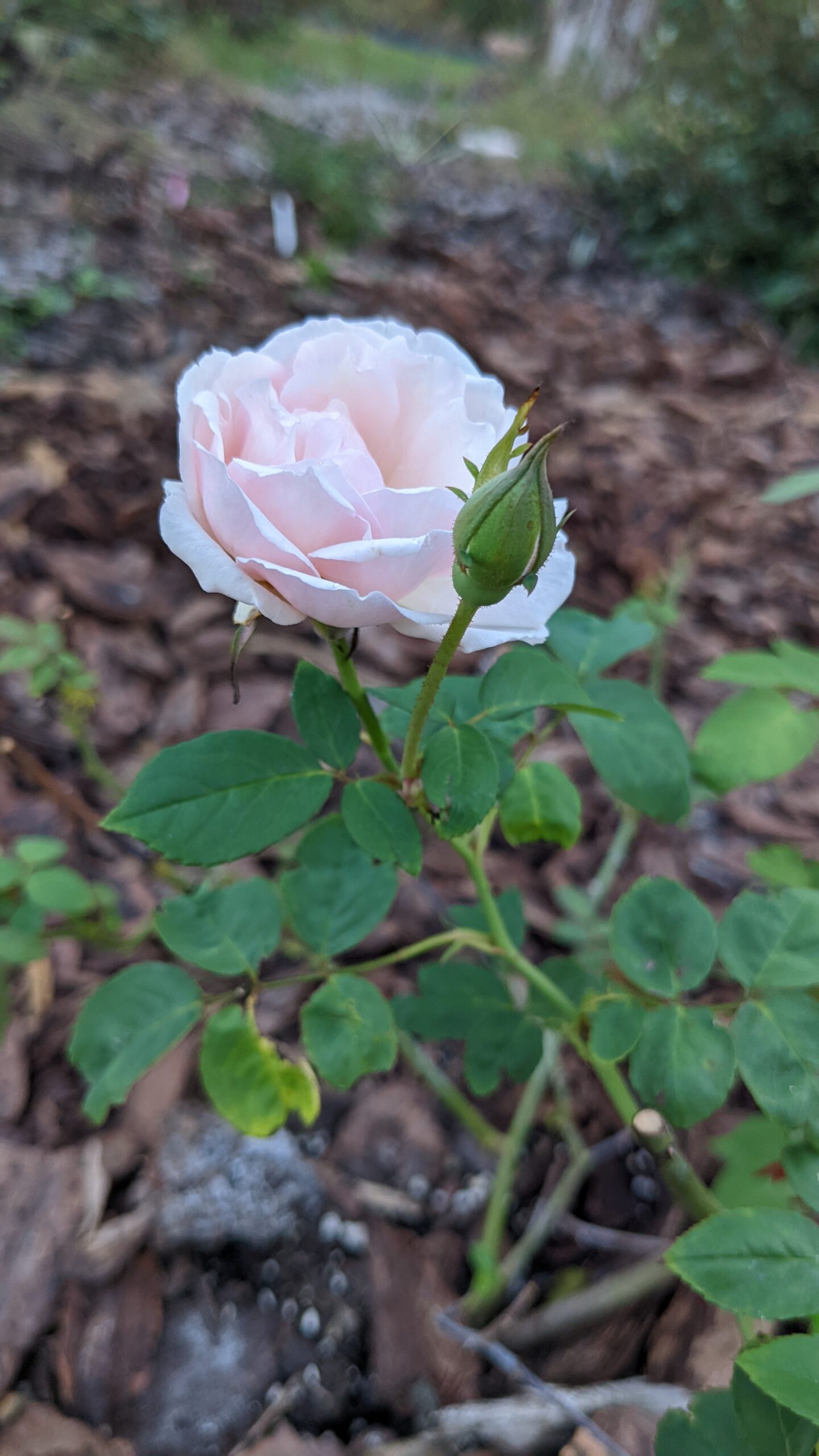 rose: duchesse de brabant