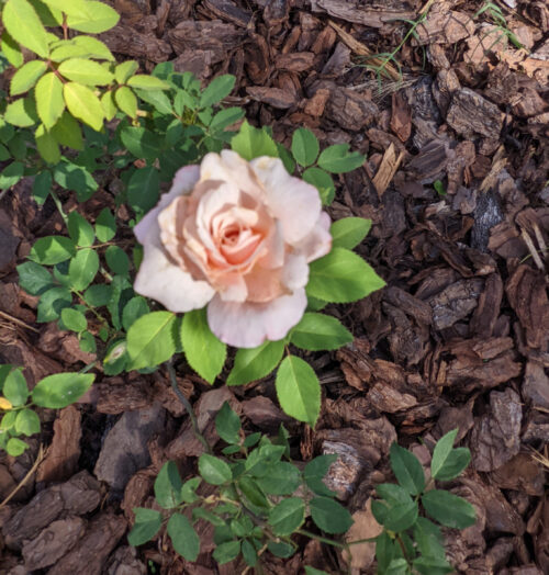 belindas blush rose