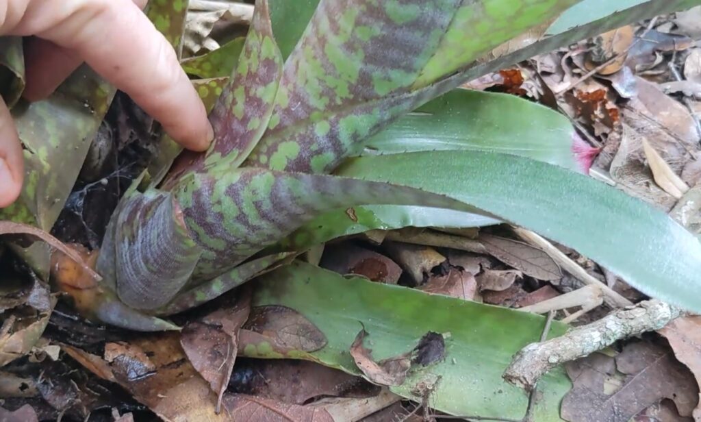 where to prune the bromeliad pup