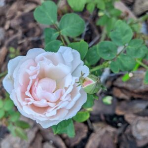rose: duchesse de brabant