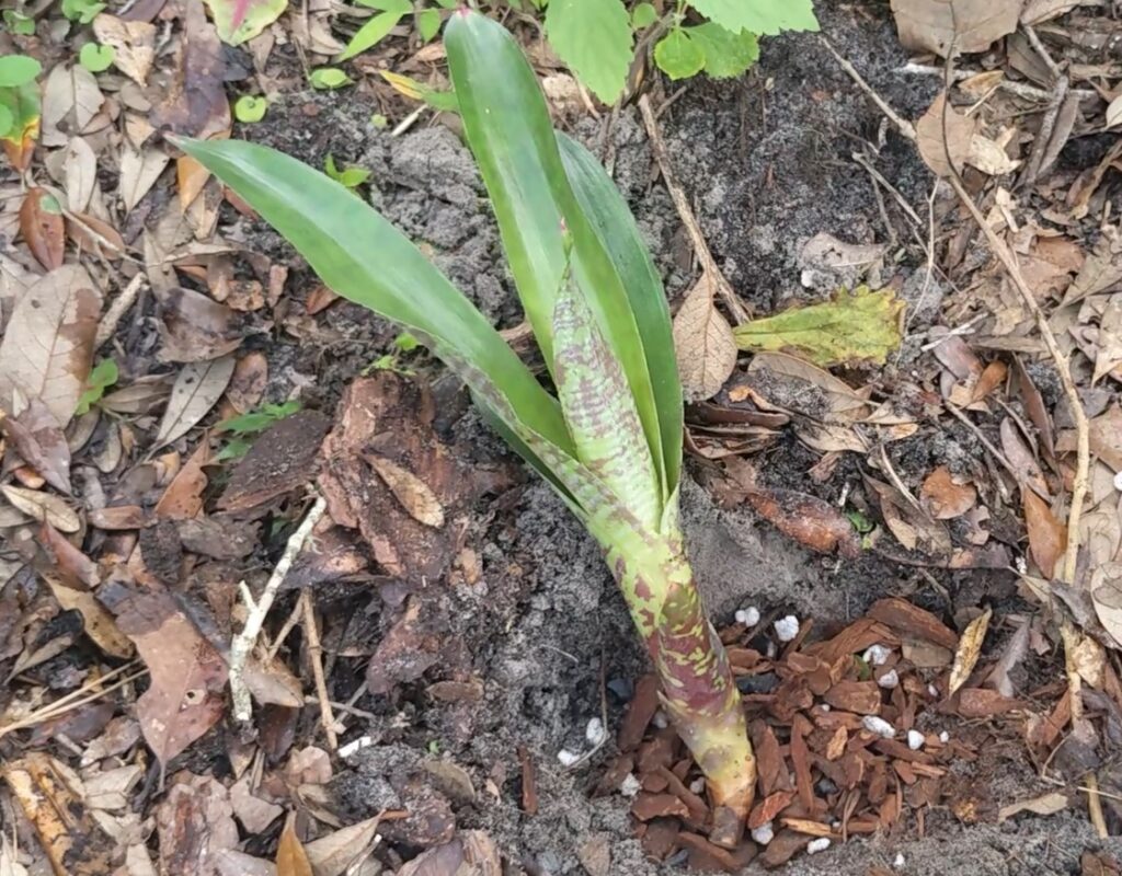 bromeliad pup in orchid potty soil