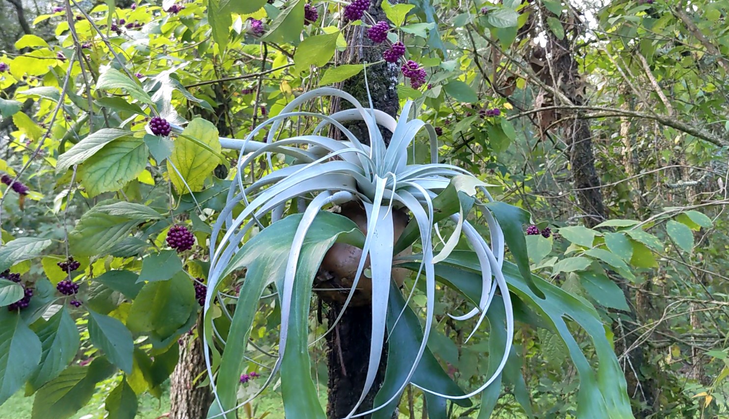 Hang a tillandsia xerographica and a staghorn fern from a tree Avant