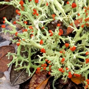 british soldier lichens