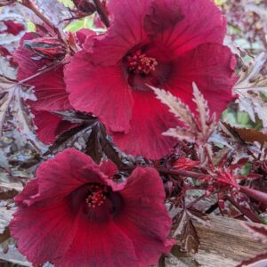 cranberry hibiscus flower