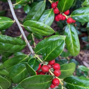 buford holly berries