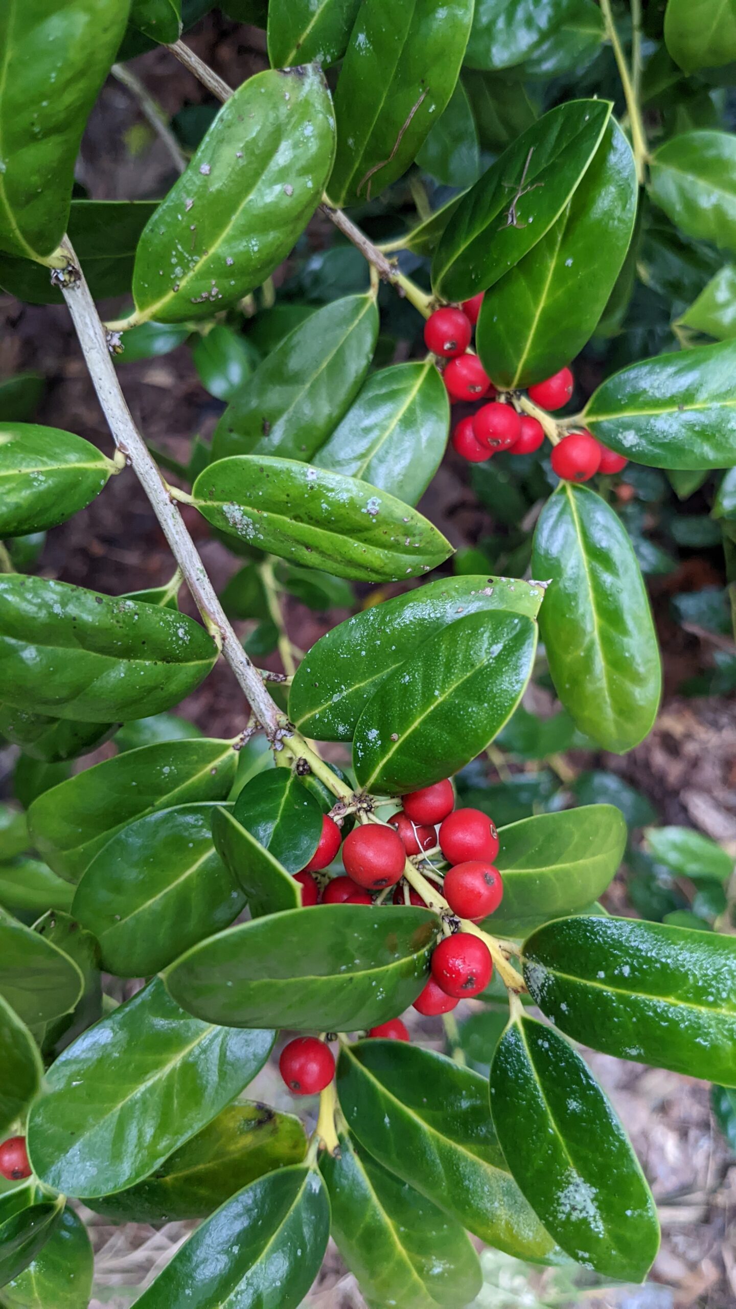 buford holly berries