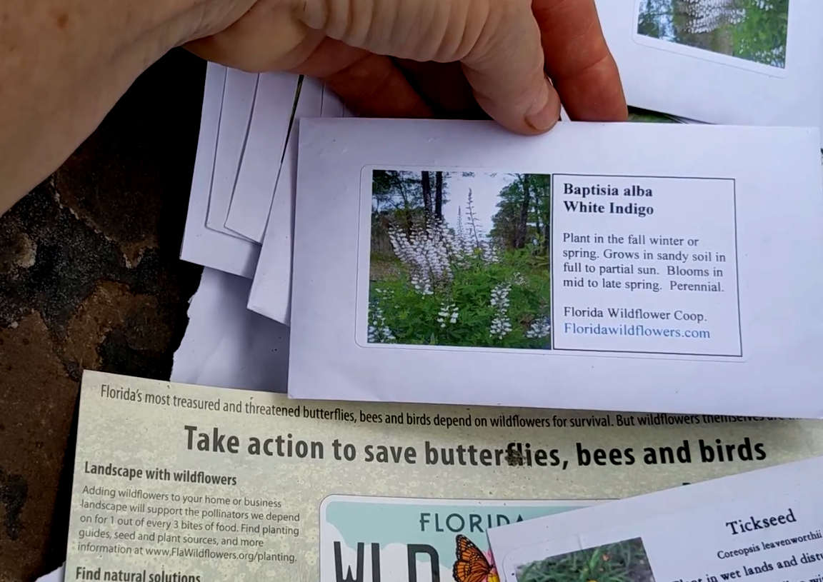 Planting a Florida wildflower meadow Avant Gardens