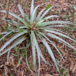 tillandsia Urtriculata Giant Airplant