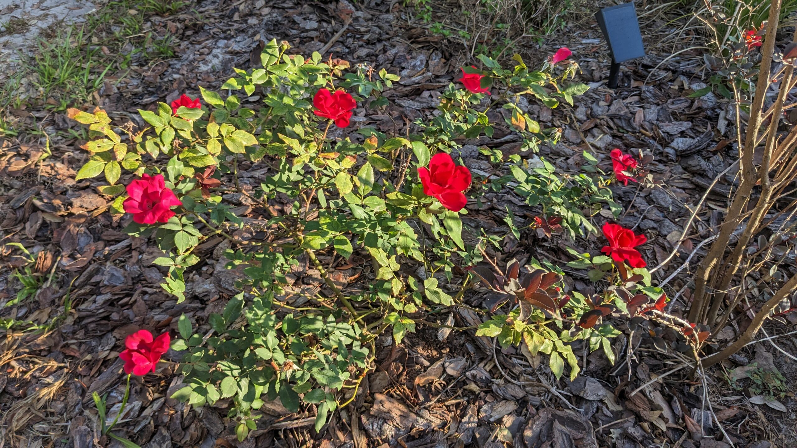 What's blooming in my central Florida yard in April (zone 9b) Avant
