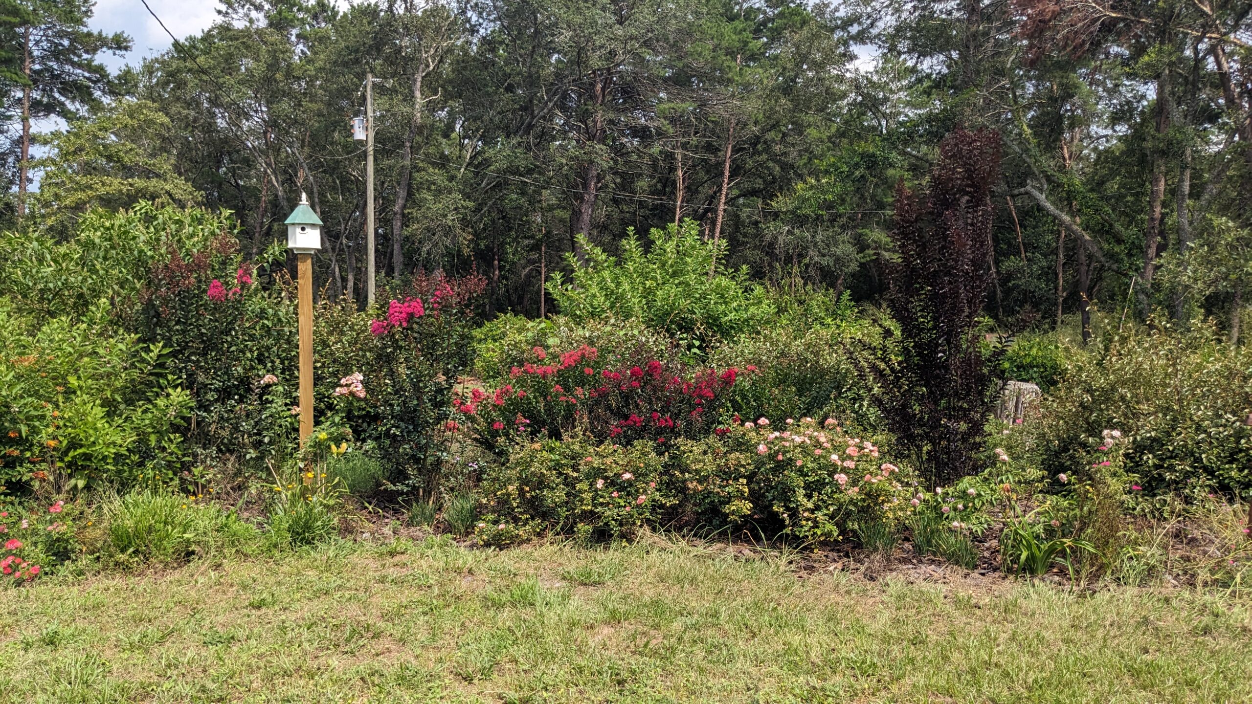 sungarden with birdhouse, drift roses, crepe myrtles and more