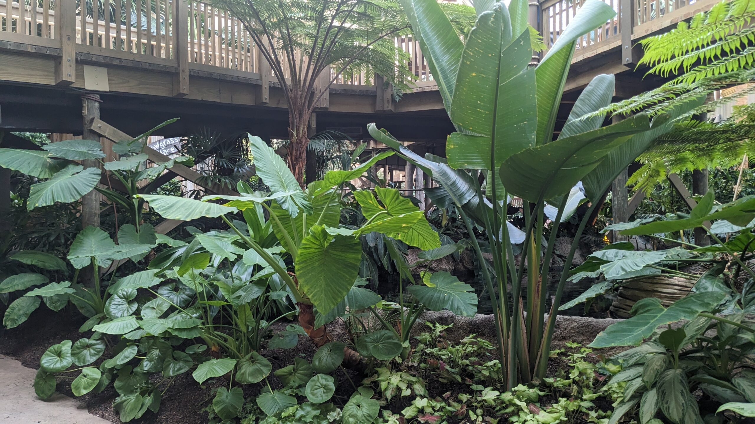 Gaylord Palms Resort atrium with tractor seat plants, australian tree fern, bird of paradise, alocasias and more
