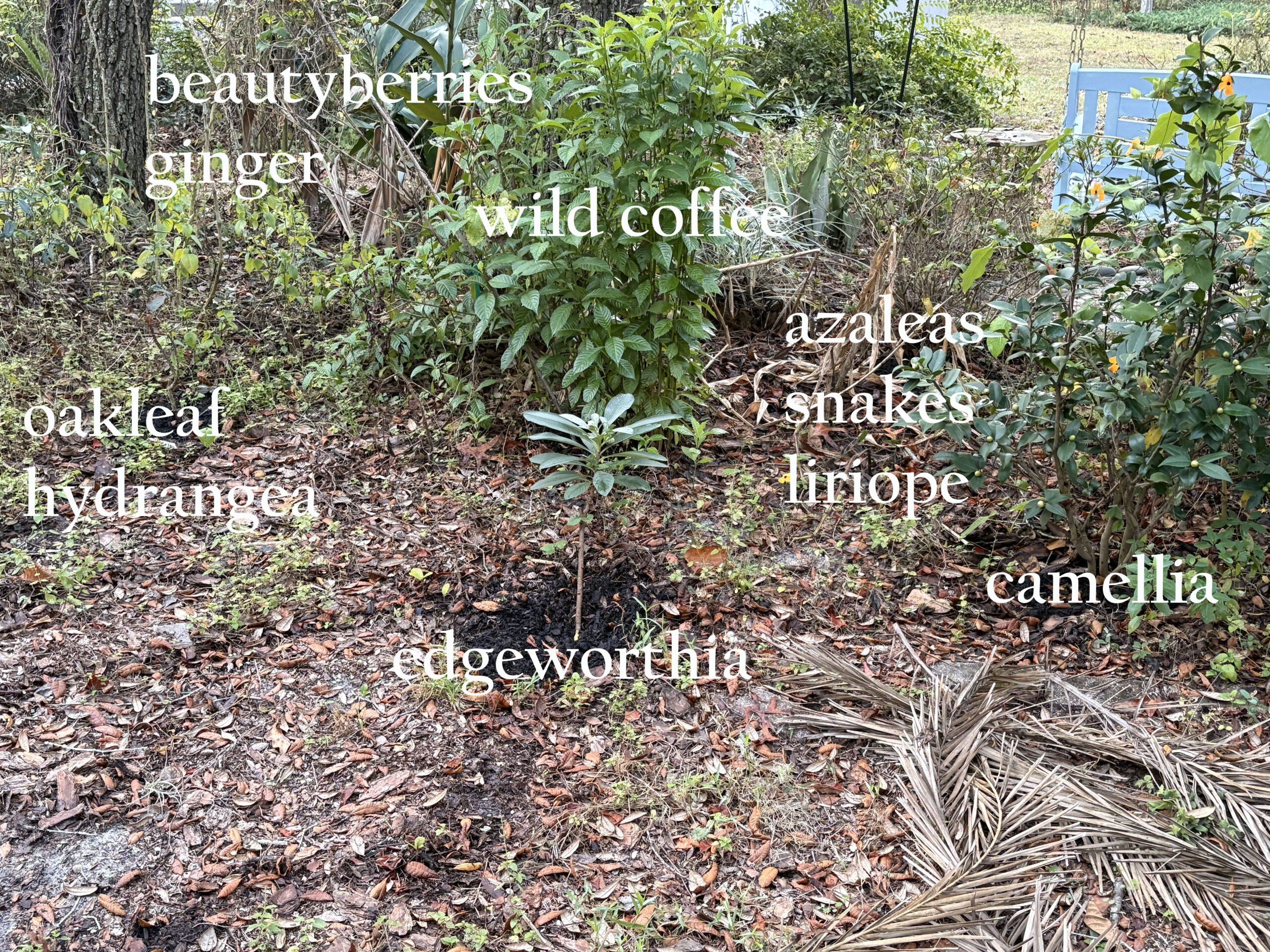 shade garden with wild coffee, camellia, azalea, oakleaf hydrangea, edgeworthia, lirope, kava, gingers and more