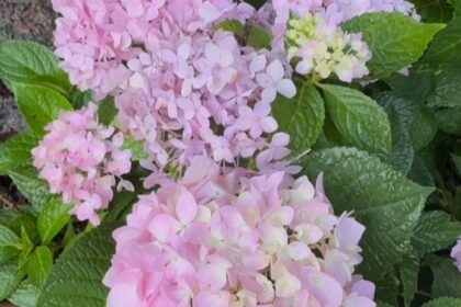 endless summer hydrangea tampa zone 9b