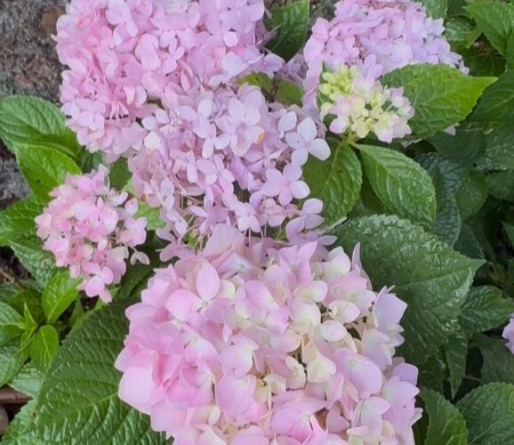 endless summer hydrangea tampa zone 9b