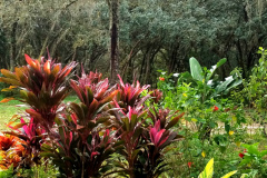 Ti plants with white bird of paradise and some hibiscus and variegated shell ginger