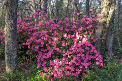 this formosa azalea is six feet tall and at least as wide