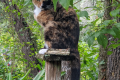 This is a photo of a cat palm... cat pretending to be a birdhouse