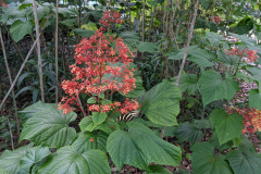 Pagoda flower with swallowtail butterfly