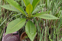 frangipani / plumeria