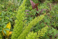 foxtail fern, crotons, perennial peanut, ti plant, flax lily