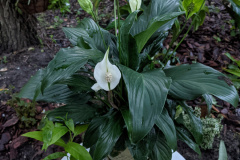 Peace Lily/Spath
