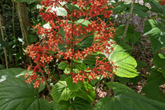 Another great photo of a pagoda flower