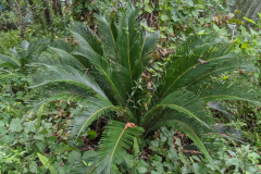 Sago palm isn't really a palm. it's a cycad.