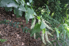 Highly fragrant sweet almond.