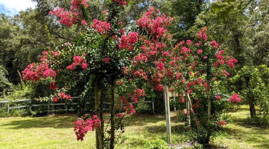 crape myrtles