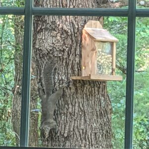 bird squirrel feeder