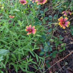 gaillardia: blanket flower