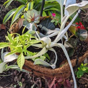 Senecio candicans angel wings