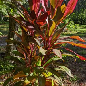 hawaiian ti red sisters