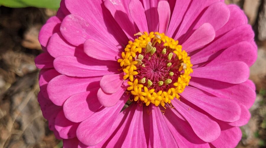 zinnia in zone 9b in Florida