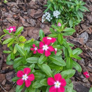 red vinca with white throats and a white penta in the background