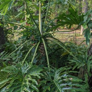 Philodendron Selloum