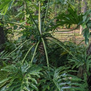 Philodendron Selloum