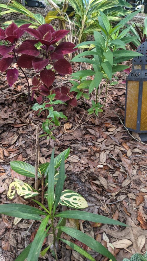 milkweed with coleus and ginger